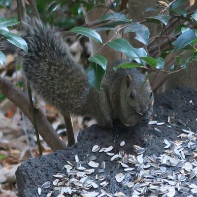 花の雲の人気もの
