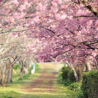 『河津桜まつり』が始まりました！